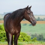 Osmond Interagro/Interagro Lusitanos