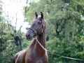 Osmond Interagro/Interagro Lusitanos
