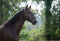 Osmond Interagro/Interagro Lusitanos