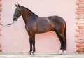 Osmond Interagro/Interagro Lusitanos