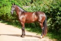 Osmond Interagro/Interagro Lusitanos