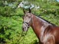 Osmond Interagro/Interagro Lusitanos