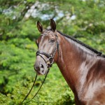 Osmond Interagro/Interagro Lusitanos