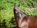 Osmond Interagro/Interagro Lusitanos