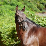 Osmond Interagro/Interagro Lusitanos