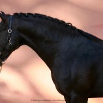 Othelus Interagro, black Purebred Lusitano stallion. Photo: Interagro Lusitanos