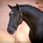 Othelus Interagro, black Purebred Lusitano stallion. Photo: Interagro Lusitanos