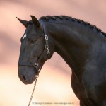 Othelus Interagro, black Purebred Lusitano stallion. Photo: Interagro Lusitanos