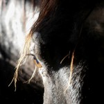 Othelus Interagro, black Purebred Lusitano stallion. Photo: Interagro Lusitanos
