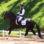 Othelus Interagro, black Purebred Lusitano stallion. Photo: TUPA