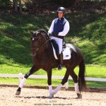 Othelus Interagro, black Purebred Lusitano stallion. Photo: TUPA