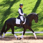 Othelus Interagro, black Purebred Lusitano stallion. Photo: TUPA