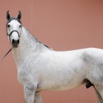 Oman Interagro, Purebred Lusitano stallion. Photo: Interagro Lusitanos