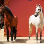 Platão Interagro, grey Purebred Lusitano for sale. Photo: Interagro Lusitanos