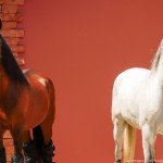 Platão Interagro, grey Purebred Lusitano for sale. Photo: Interagro Lusitanos