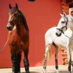 Platão Interagro, grey Purebred Lusitano for sale. Photo: Interagro Lusitanos
