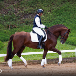 Paragon Interagro, chestnut Purebred Lusitano stallion/Photo: TUPA