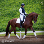 Paragon Interagro, chestnut Purebred Lusitano stallion/Photo: TUPA