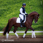 Paragon Interagro, chestnut Purebred Lusitano stallion/Photo: TUPA