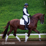 Paragon Interagro, chestnut Purebred Lusitano stallion/Photo: TUPA