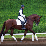 Paragon Interagro, chestnut Purebred Lusitano stallion/Photo: TUPA