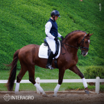 Paragon Interagro, chestnut Purebred Lusitano stallion/Photo: TUPA