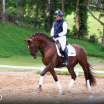 Paragon Interagro, chestnut Purebred Lusitano stallion/Photo: TUPA