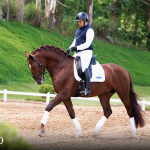 Paragon Interagro, chestnut Purebred Lusitano stallion/Photo: TUPA