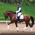 Paragon Interagro, chestnut Purebred Lusitano stallion/Photo: TUPA