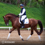 Paragon Interagro, chestnut Purebred Lusitano stallion/Photo: TUPA