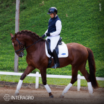 Paragon Interagro, chestnut Purebred Lusitano stallion/Photo: TUPA
