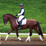 Paragon Interagro, chestnut Purebred Lusitano stallion/Photo: TUPA