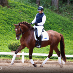 Paragon Interagro, chestnut Purebred Lusitano stallion/Photo: TUPA