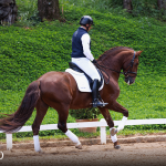 Paragon Interagro, chestnut Purebred Lusitano stallion/Photo: TUPA