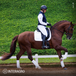 Paragon Interagro, chestnut Purebred Lusitano stallion/Photo: TUPA