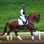Paragon Interagro, chestnut Purebred Lusitano stallion/Photo: TUPA