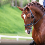 Paragon Interagro, chestnut Purebred Lusitano stallion/Photo: TUPA