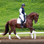Paragon Interagro, chestnut Purebred Lusitano stallion/Photo: TUPA