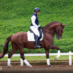 Paragon Interagro, chestnut Purebred Lusitano stallion/Photo: TUPA