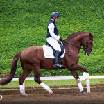 Paragon Interagro, chestnut Purebred Lusitano stallion/Photo: TUPA