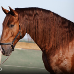 Paragon Interagro, chestnut stallion/Photo: TUPA
