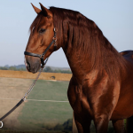 Paragon Interagro, chestnut stallion/Photo: TUPA