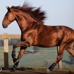 Paragon Interagro, chestnut stallion/Photo: TUPA