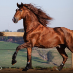 Paragon Interagro, chestnut stallion/Photo: TUPA