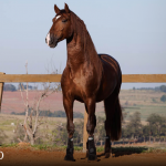 Paragon Interagro, chestnut Purebred Lusitano stallion/Photo: TUPA