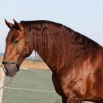 Paragon Interagro, chestnut stallion/Photo: TUPA
