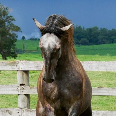 Pastor Interagro/Interagro Lusitanos
