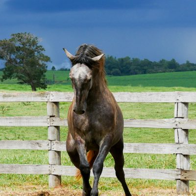 Pastor Interagro/Interagro Lusitanos