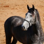 Pelennor Interagro/Interagro Lusitanos 06/2021