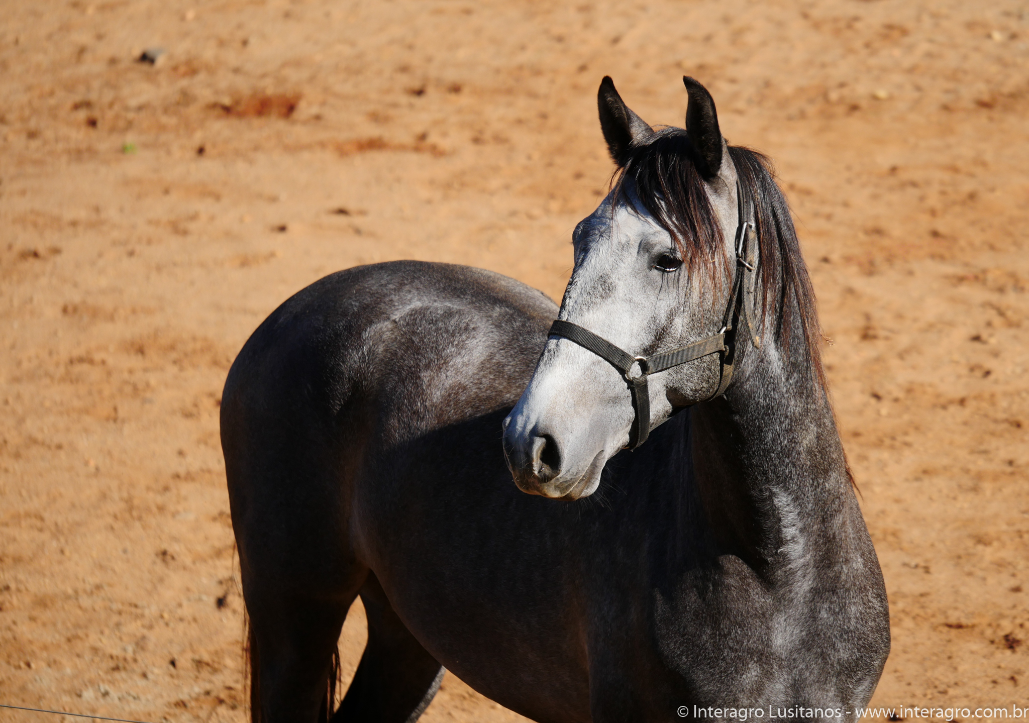 Pelennor Interagro/Interagro Lusitanos 06/2021